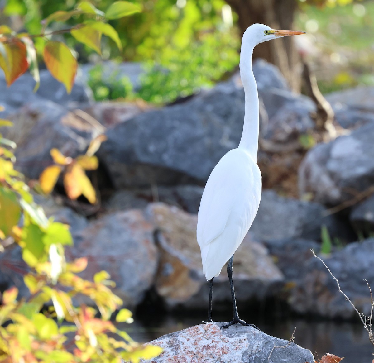 Чапля велика - ML646623106