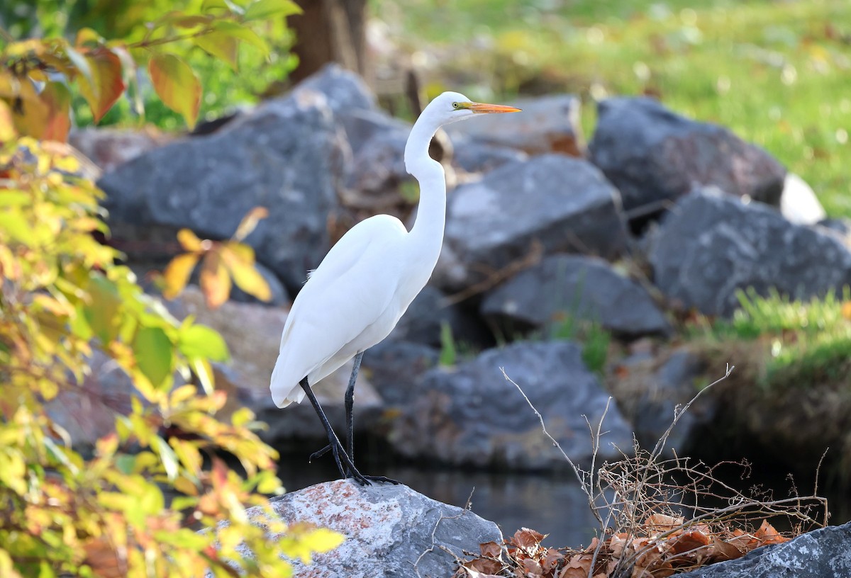 Чапля велика - ML646623107