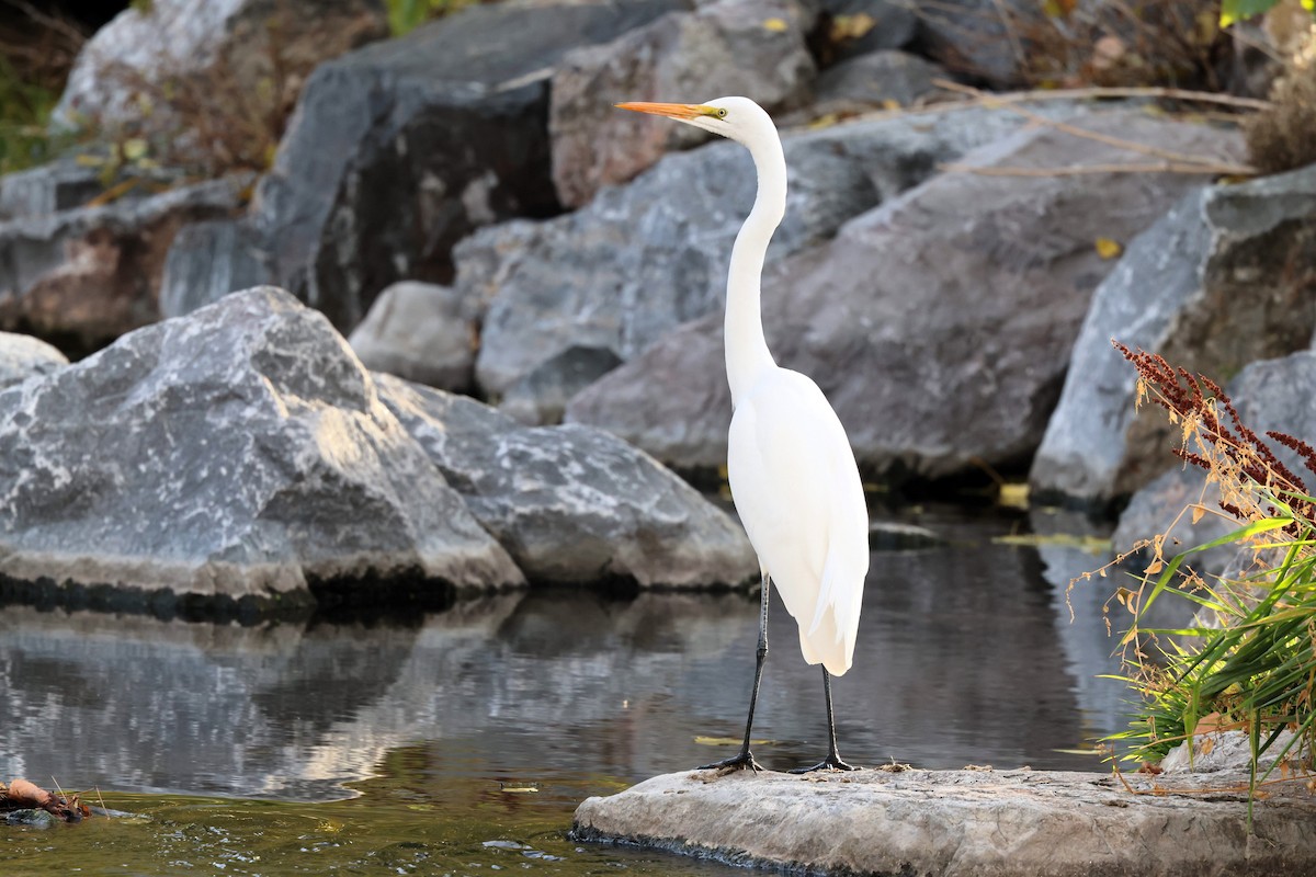 Чапля велика - ML646623108