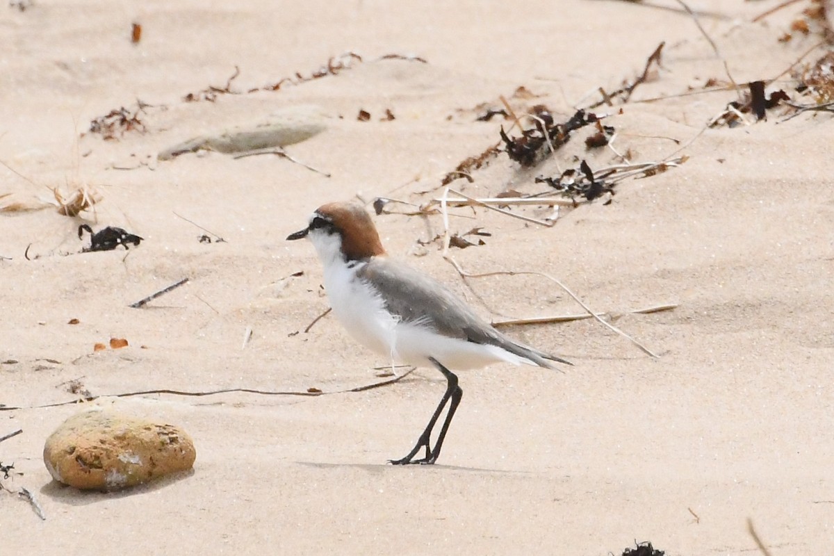 Пісочник рудоголовий - ML646623109