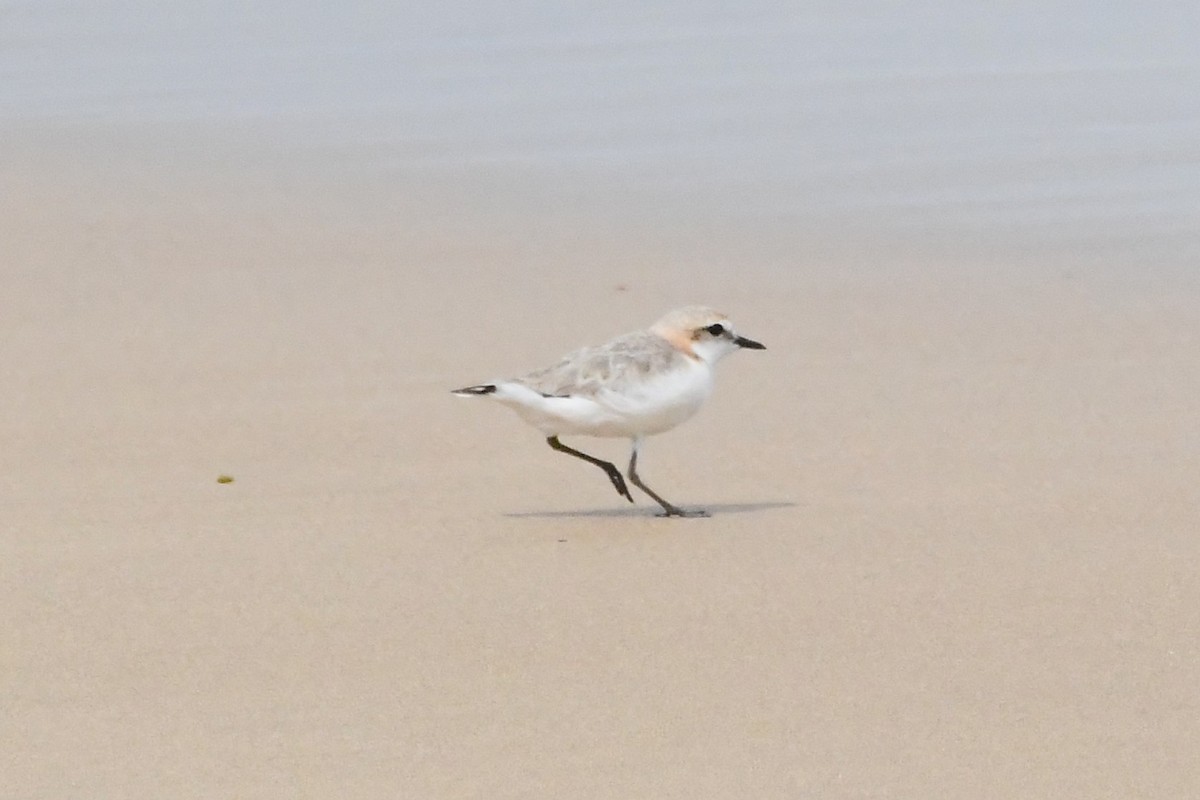 Пісочник рудоголовий - ML646623112