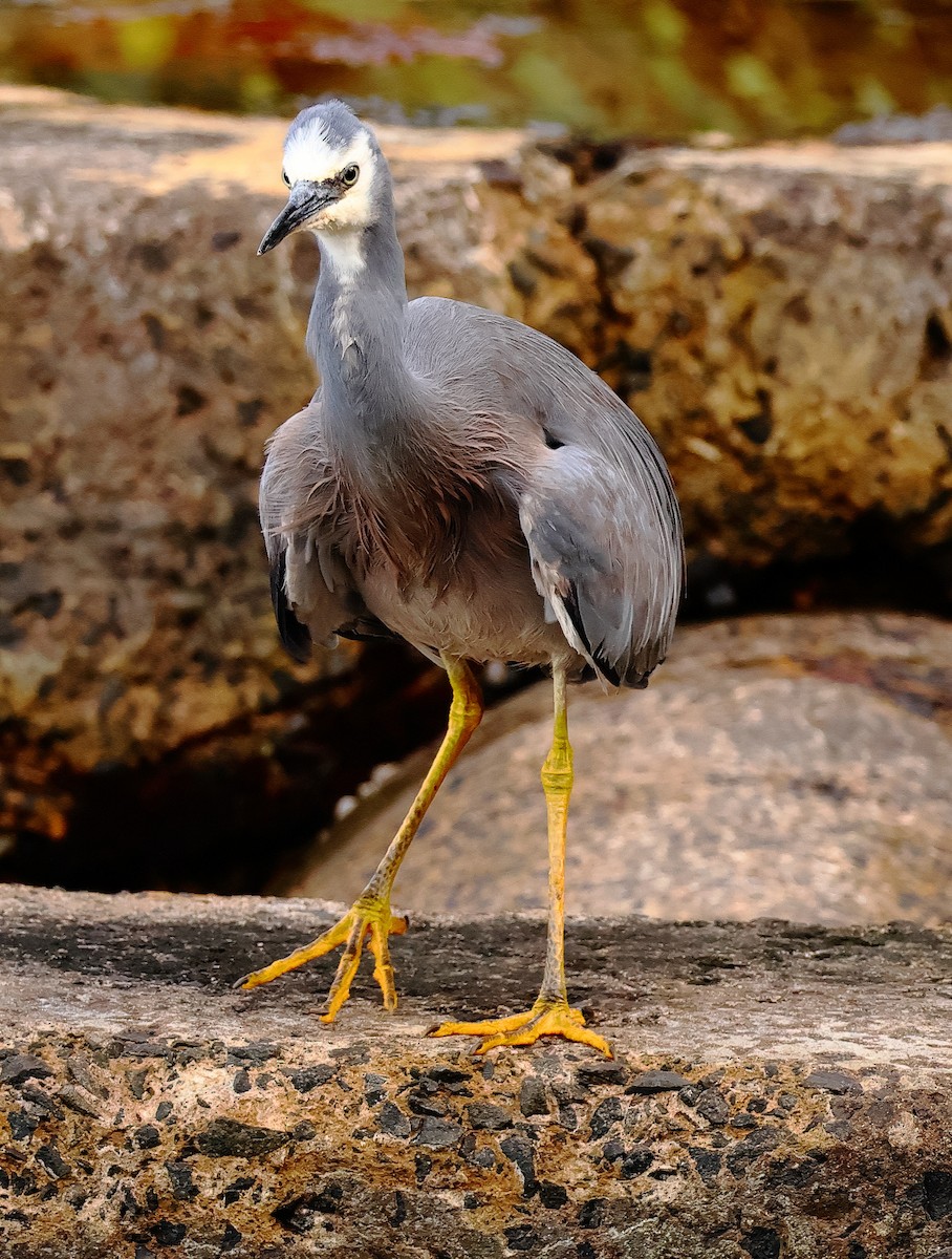 White-faced Heron - ML646623113