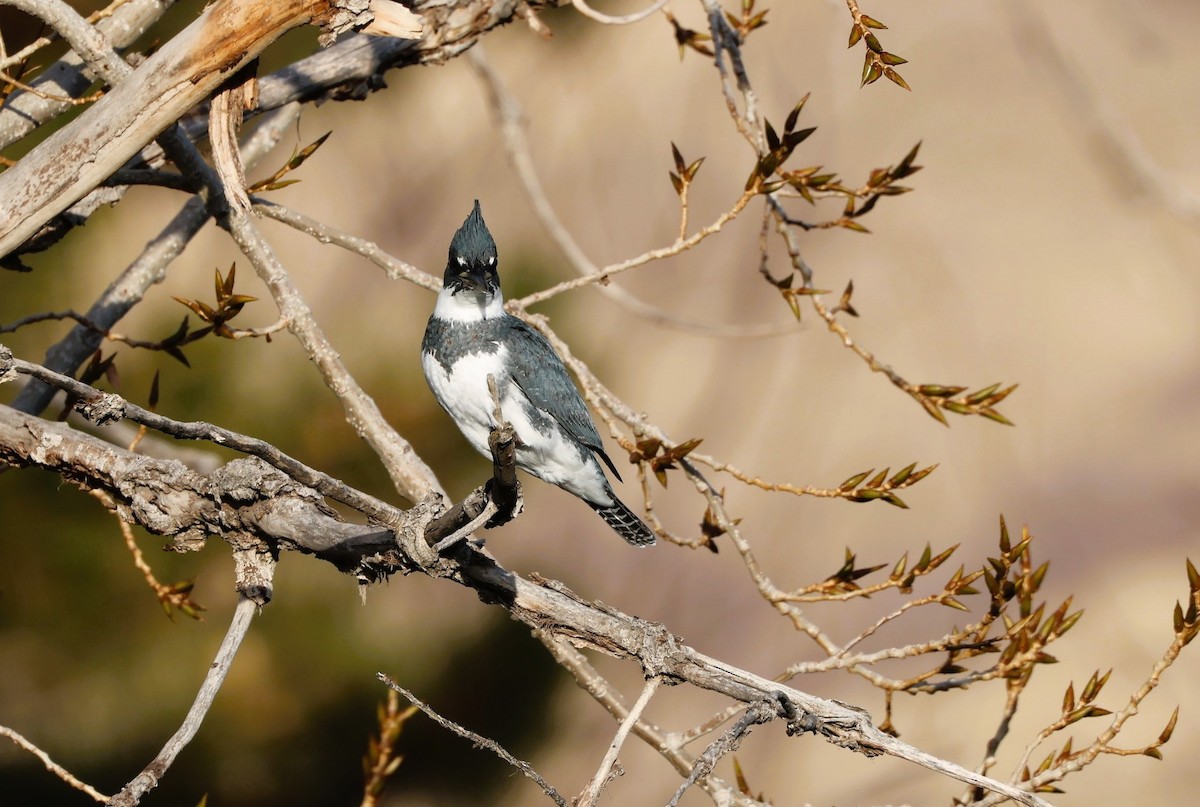 Рибалочка-чубань північний - ML646623117