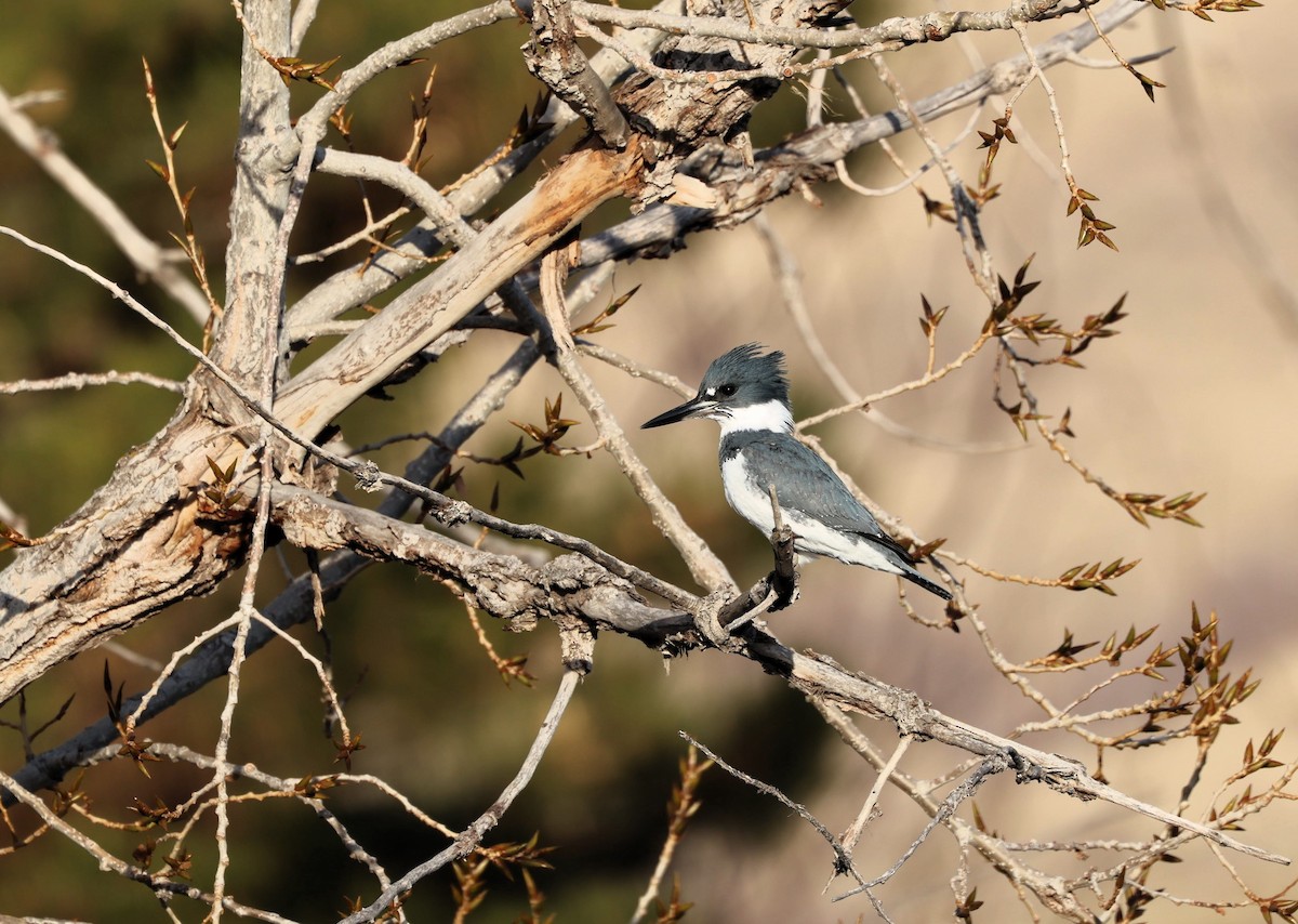 Рибалочка-чубань північний - ML646623118