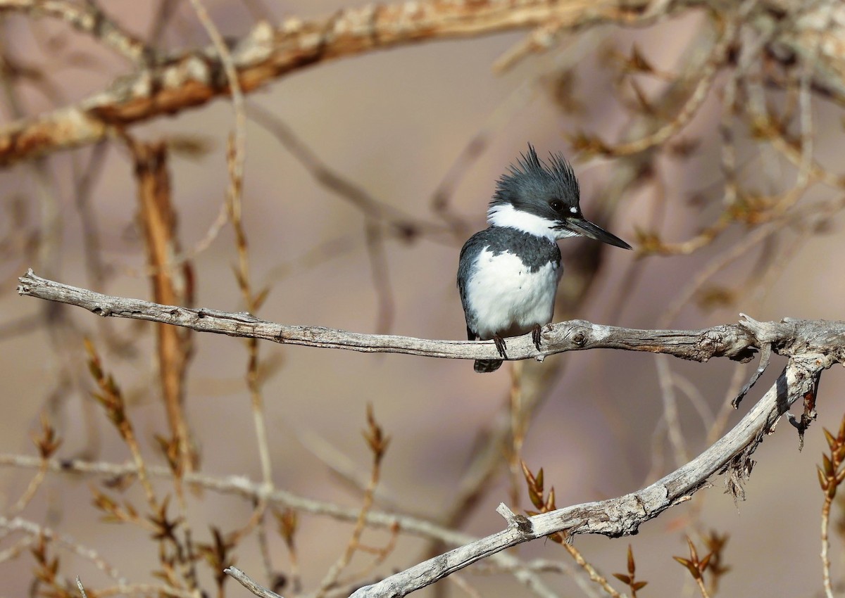 rybařík pruhoprsý - ML646623120