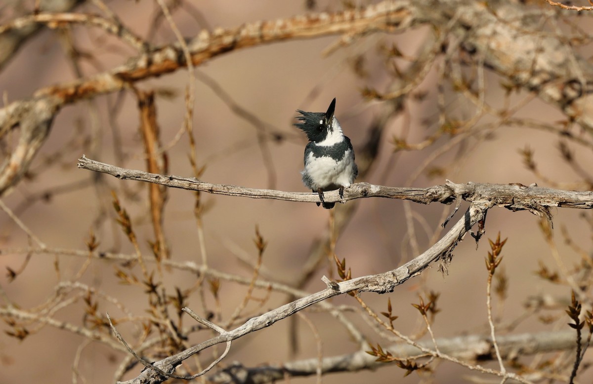 rybařík pruhoprsý - ML646623121