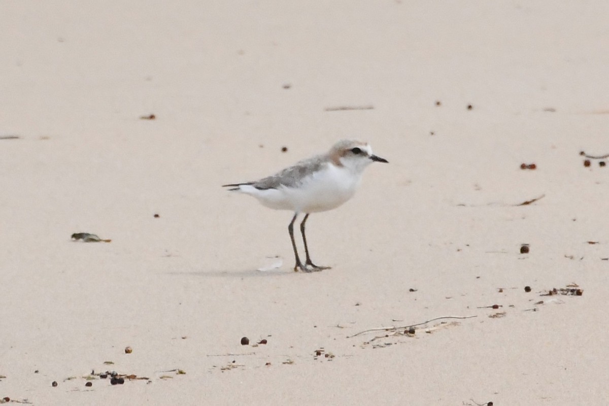 Rotkopf-Regenpfeifer - ML646623122