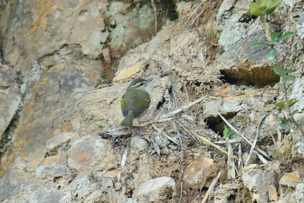 Schluchtenlaubsänger - ML646623123