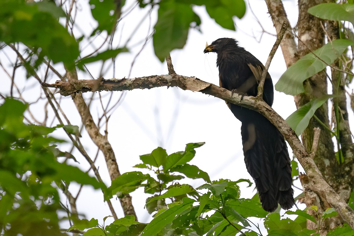 Goliathkuckuck - ML646623124