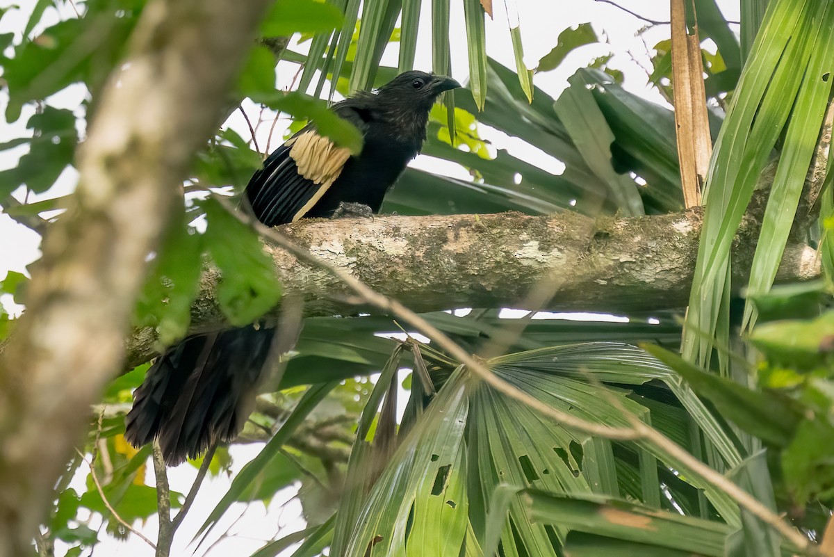 Goliathkuckuck - ML646623125