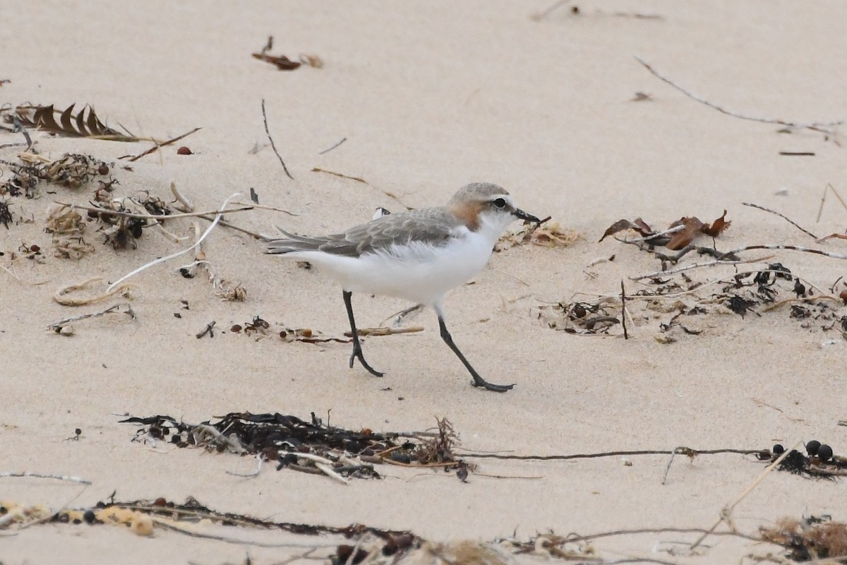 Rotkopf-Regenpfeifer - ML646623126