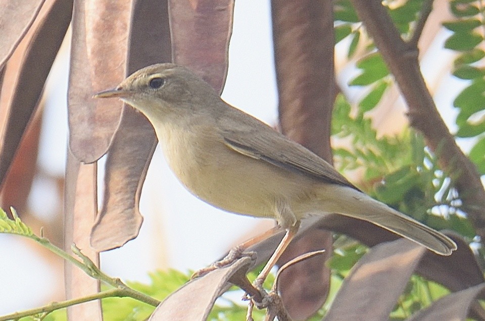 Sazak Mukalliti - ML646623127