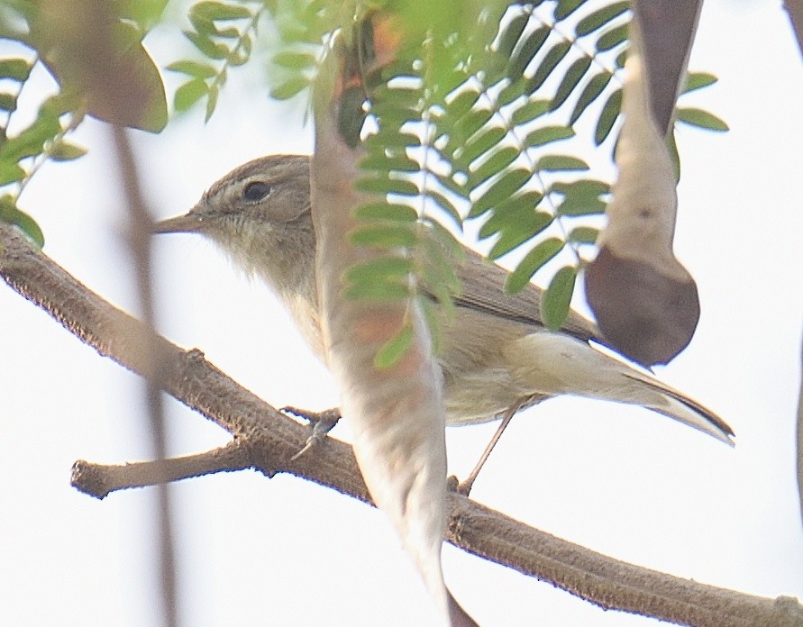 Sazak Mukalliti - ML646623128