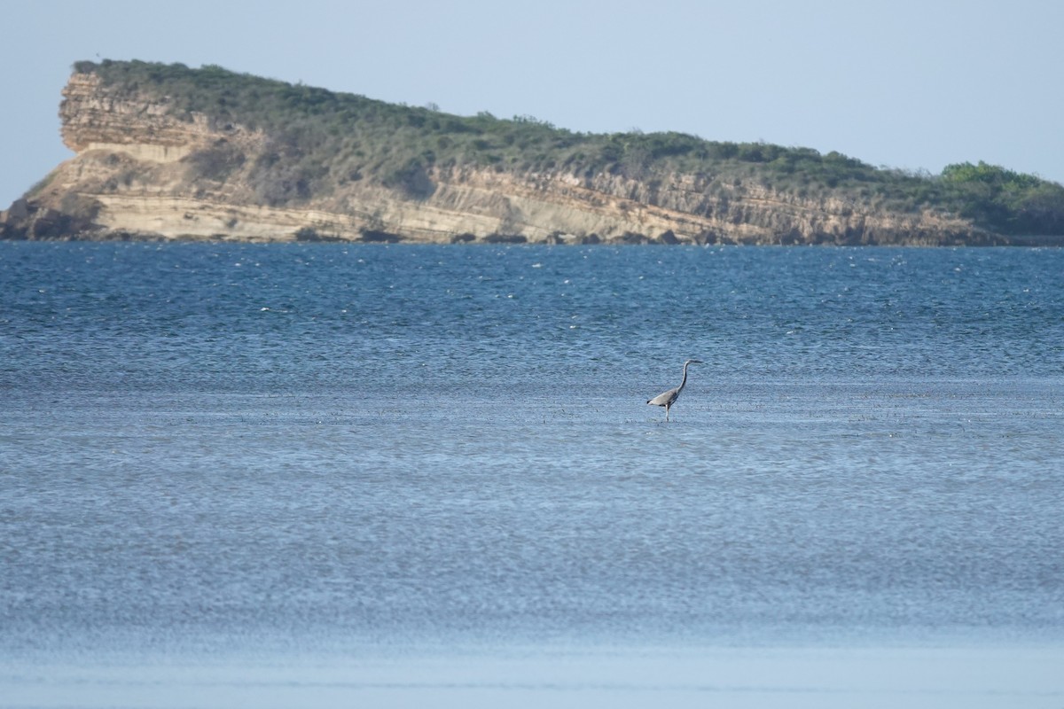 Great Blue Heron - ML646623129