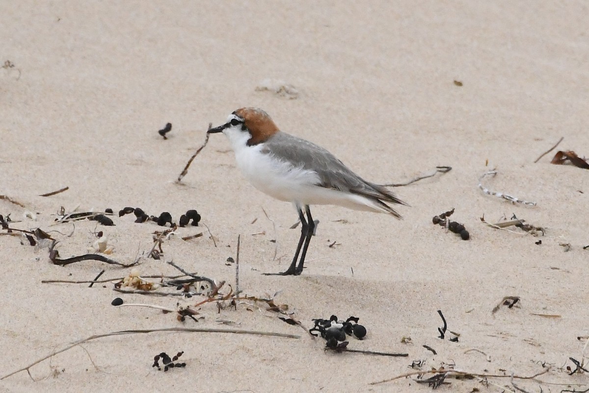 Rotkopf-Regenpfeifer - ML646623130