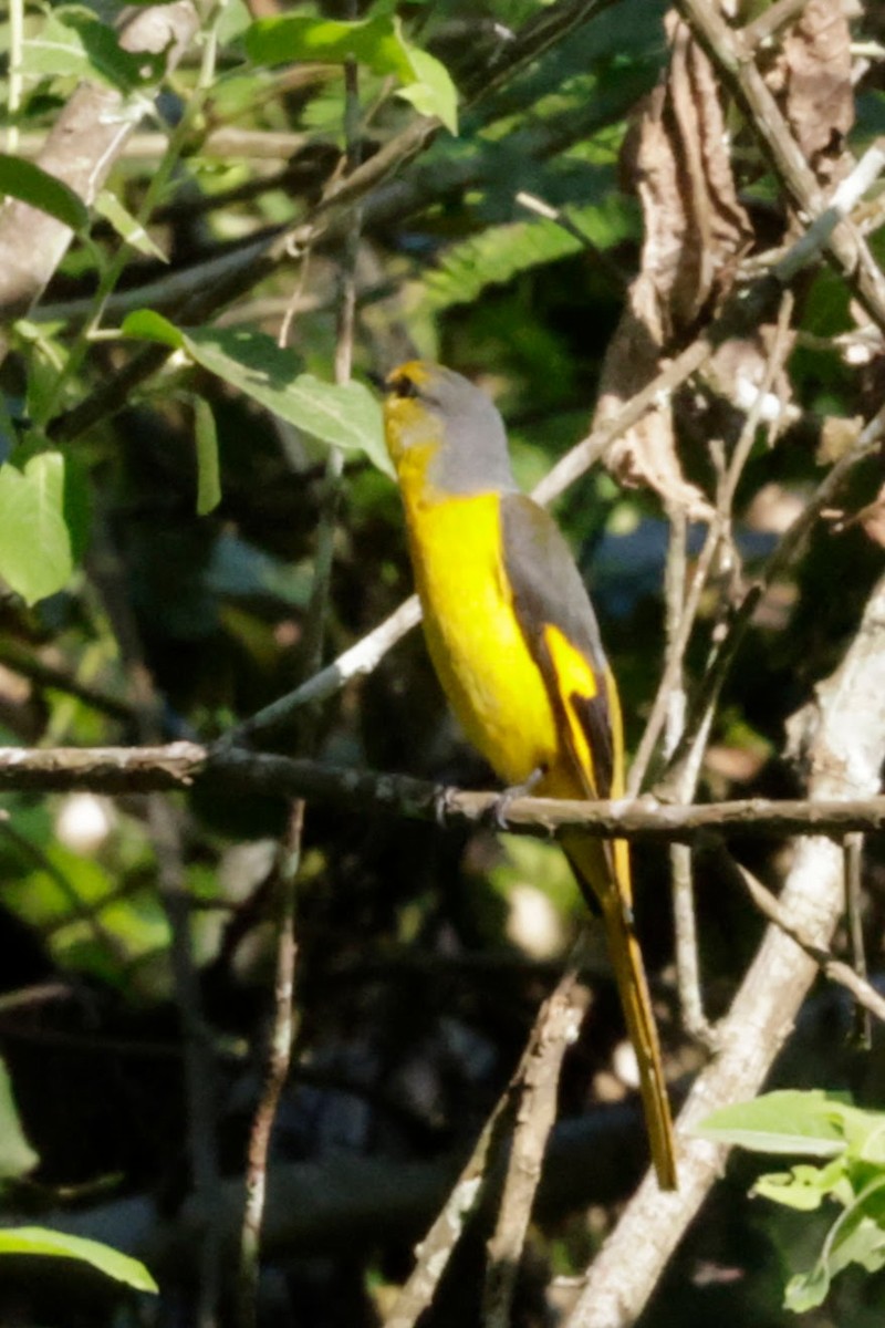 Scarlet Minivet - ML646623132