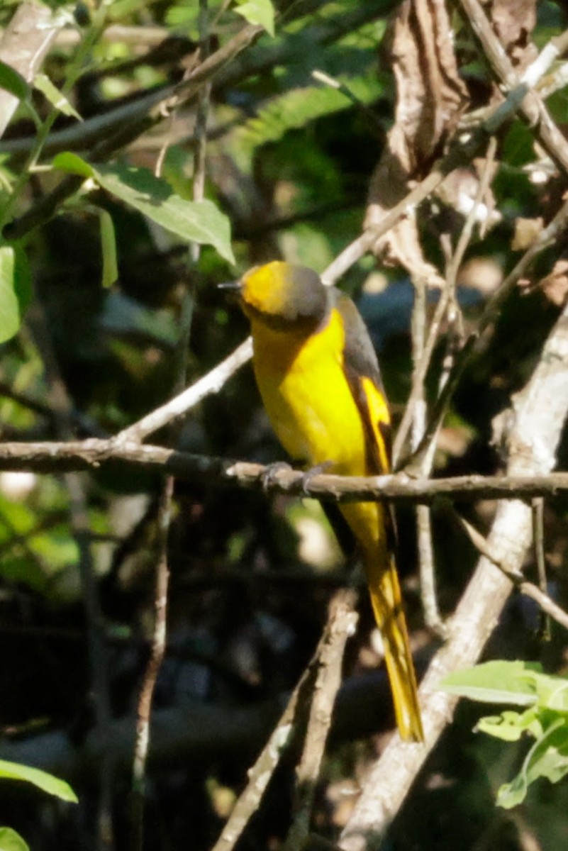 Scarlet Minivet - ML646623133