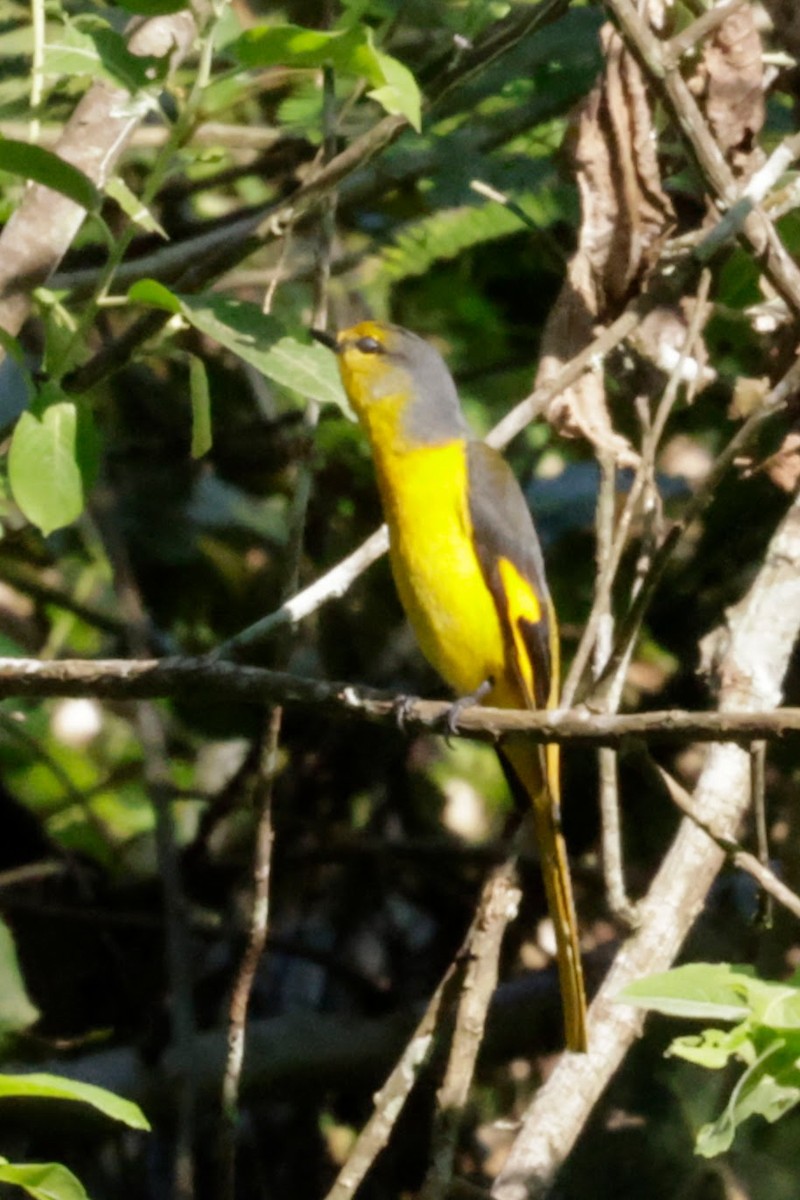 Scarlet Minivet - ML646623134