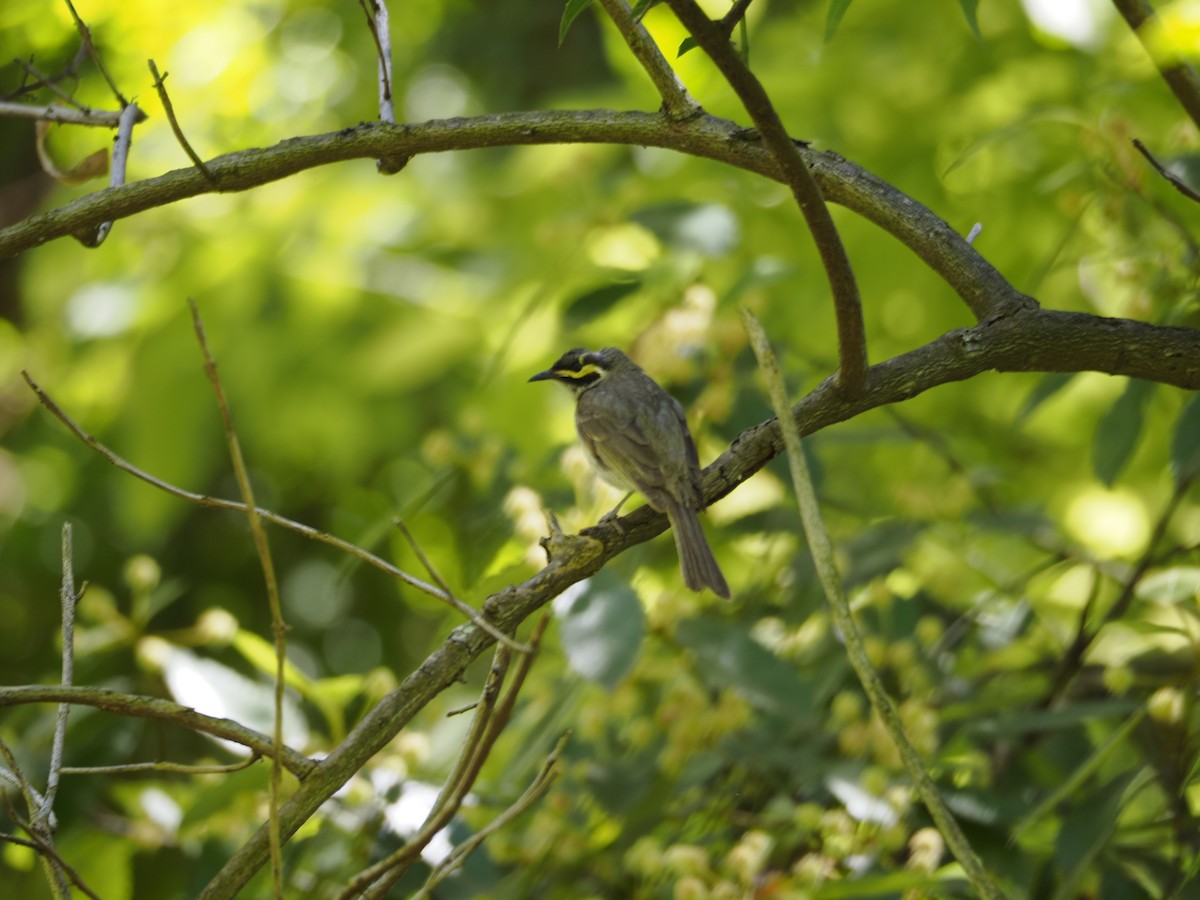 Dreistreifen-Honigfresser - ML646623135