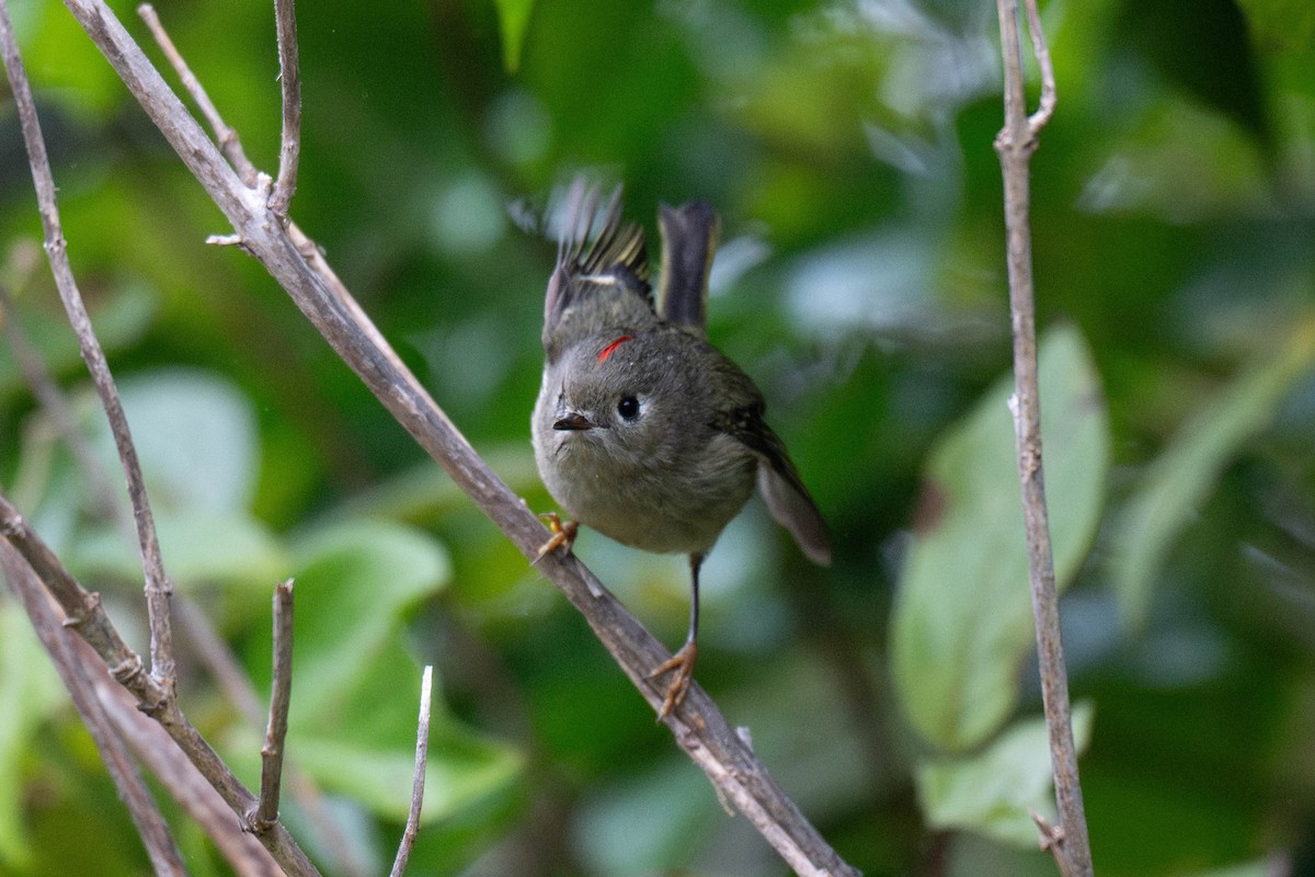 Roitelet à couronne rubis - ML646623137