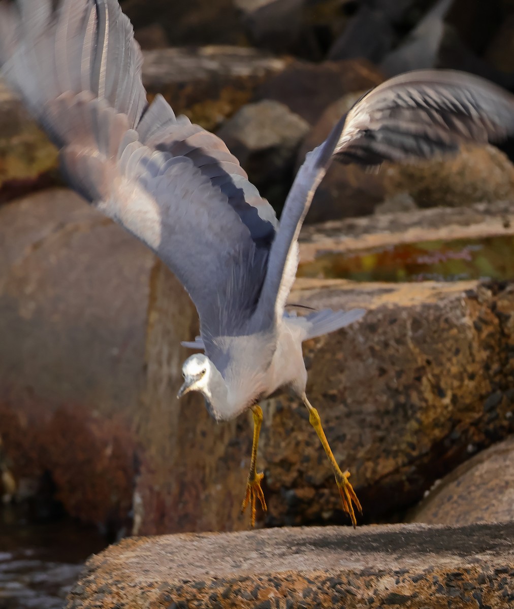 White-faced Heron - ML646623138