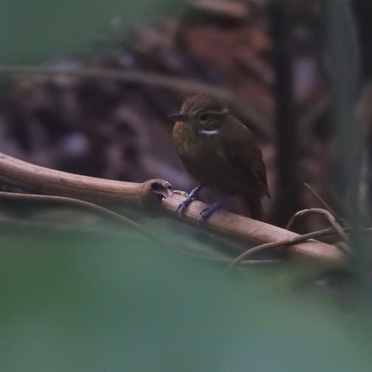 Northern Plain-Xenops - ML646623139