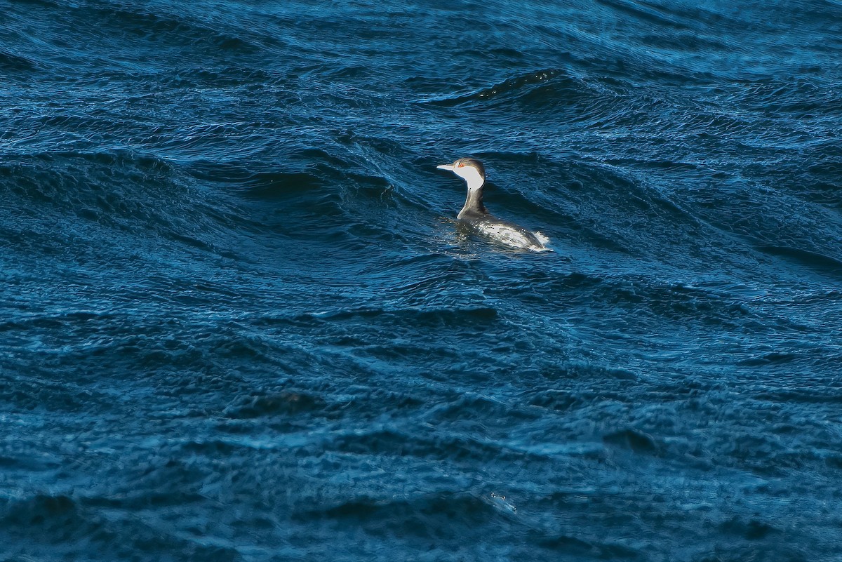 Ohrentaucher - ML646623140