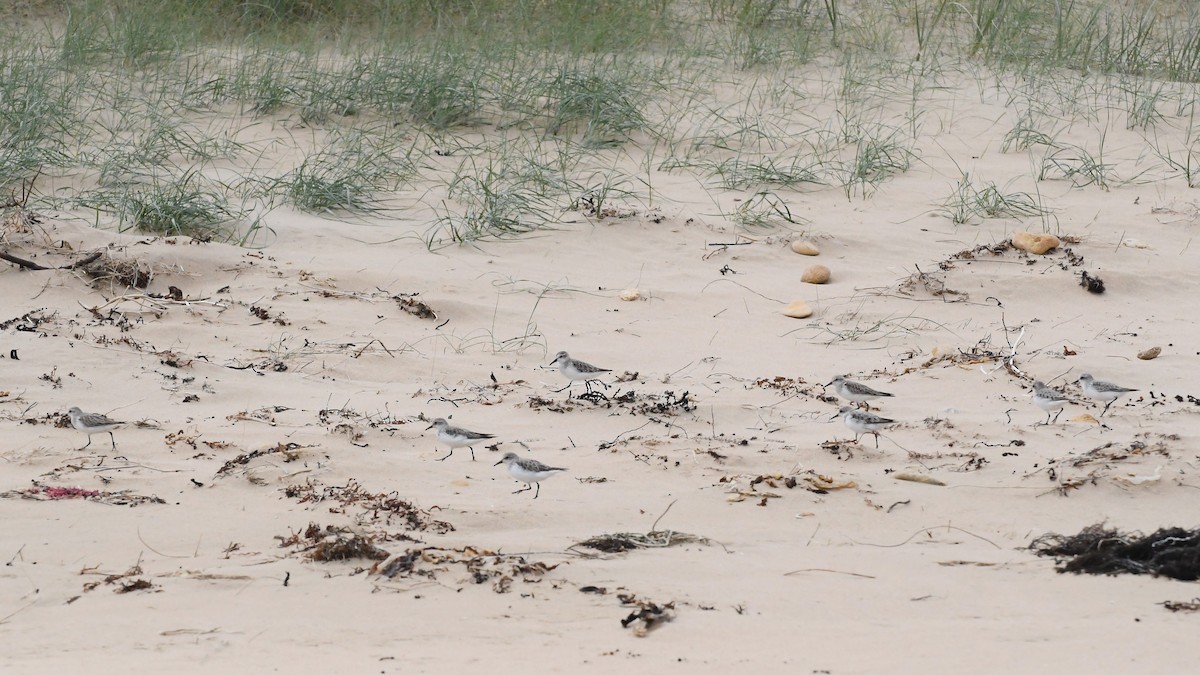 Rotkehl-Strandläufer - ML646623141