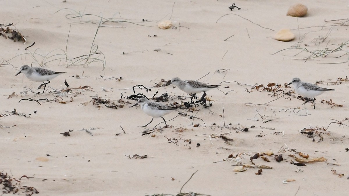 Rotkehl-Strandläufer - ML646623142