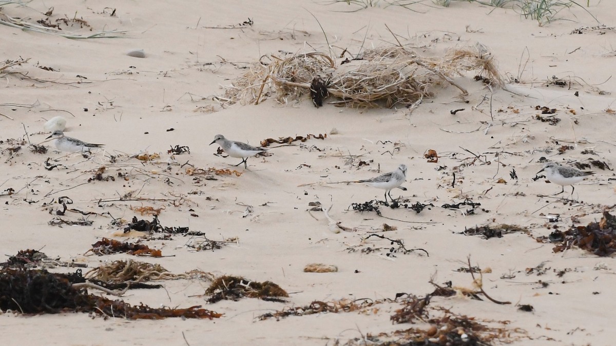 Rotkehl-Strandläufer - ML646623152