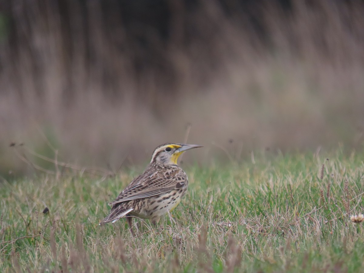 Wiesenstärling - ML646623153