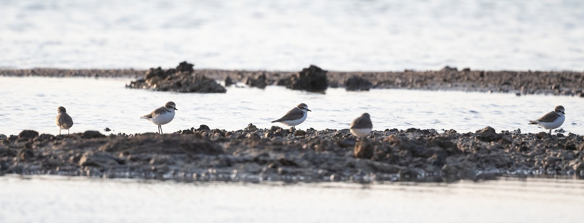 Seeregenpfeifer - ML646623154