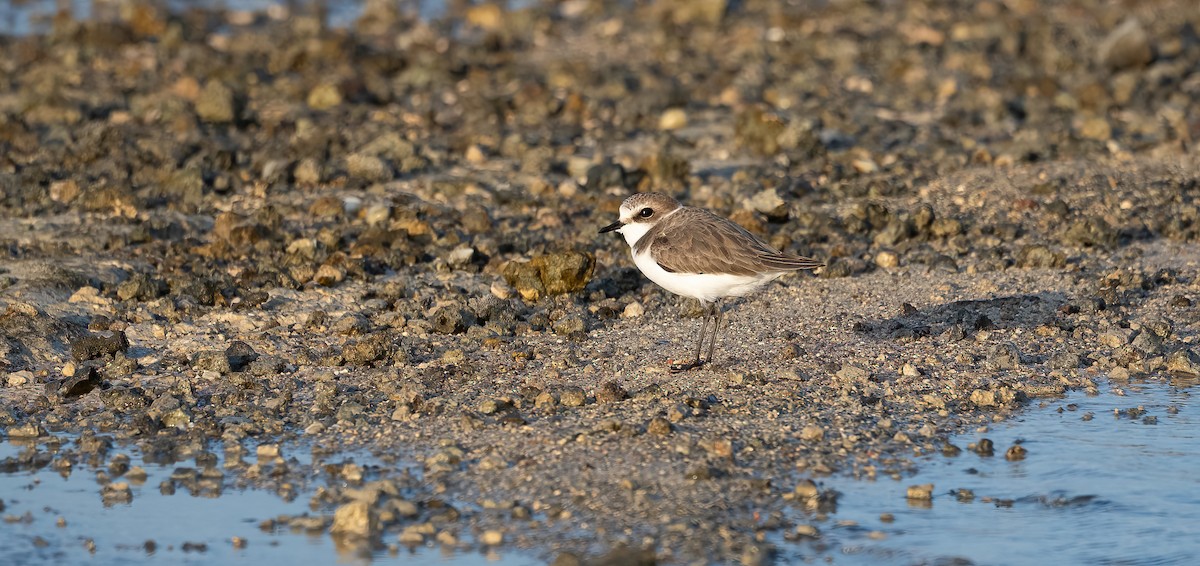 Wüstenregenpfeifer - ML646623157