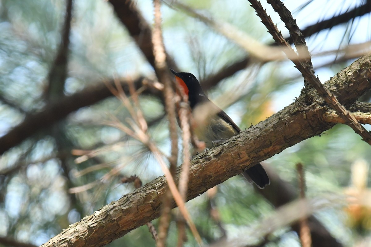 Firethroat - ML646623158