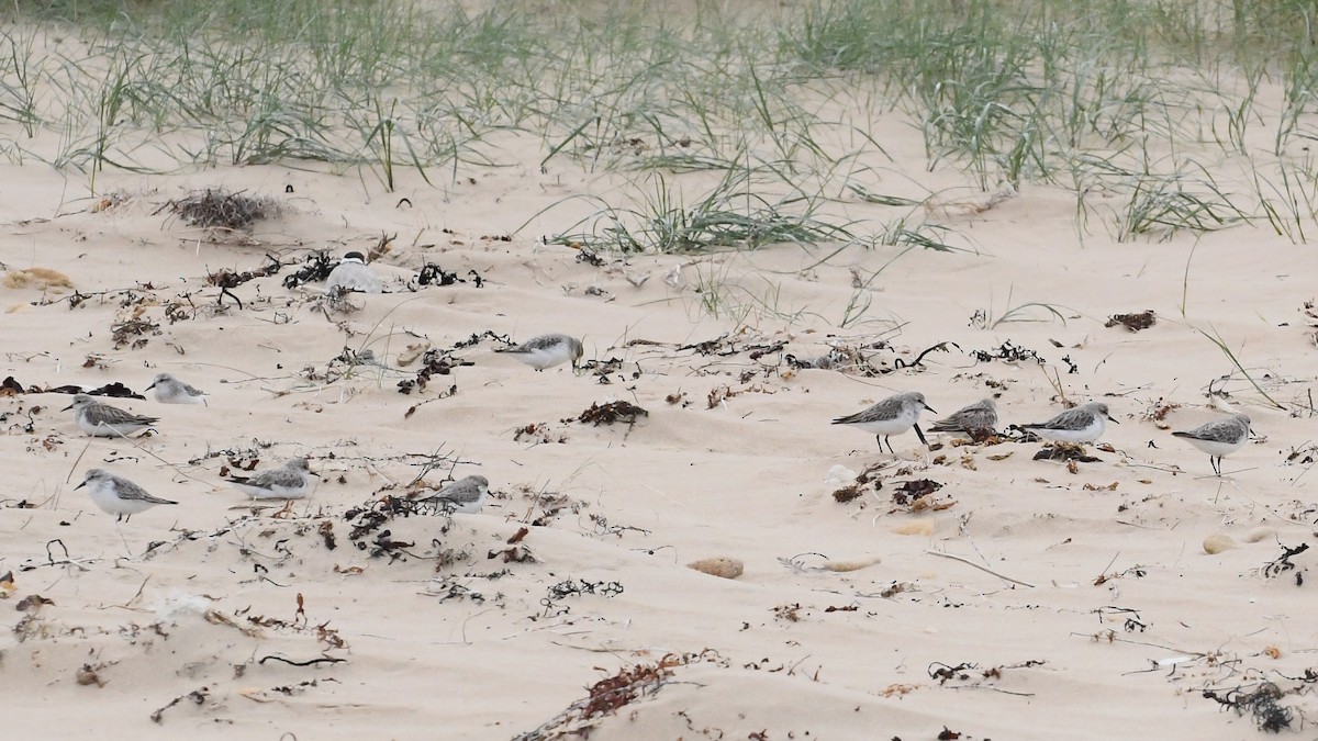 Побережник рудоголовий - ML646623163