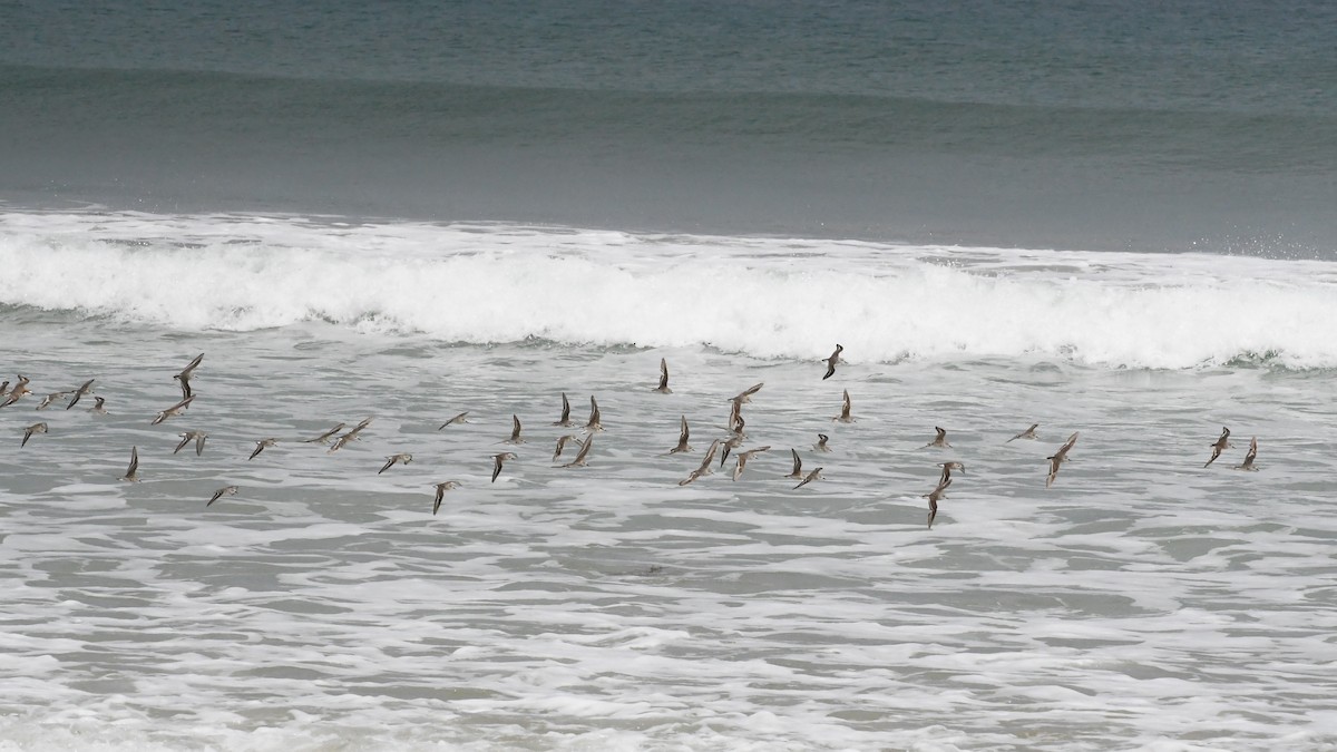 Побережник рудоголовий - ML646623164