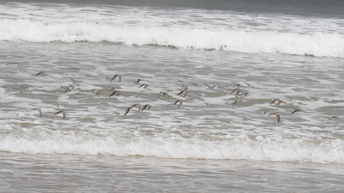 Побережник рудоголовий - ML646623170