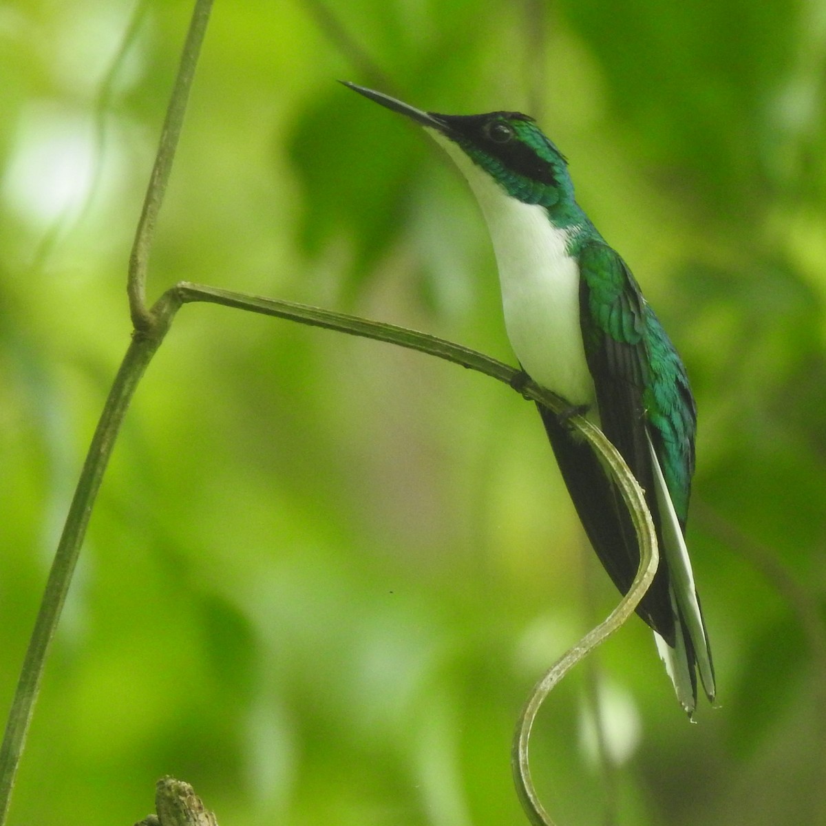 Purpurkron-Schmuckkolibri - ML646623171