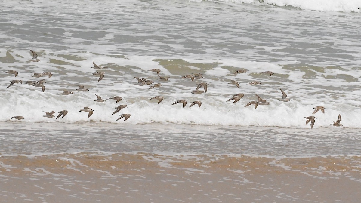 Побережник рудоголовий - ML646623174
