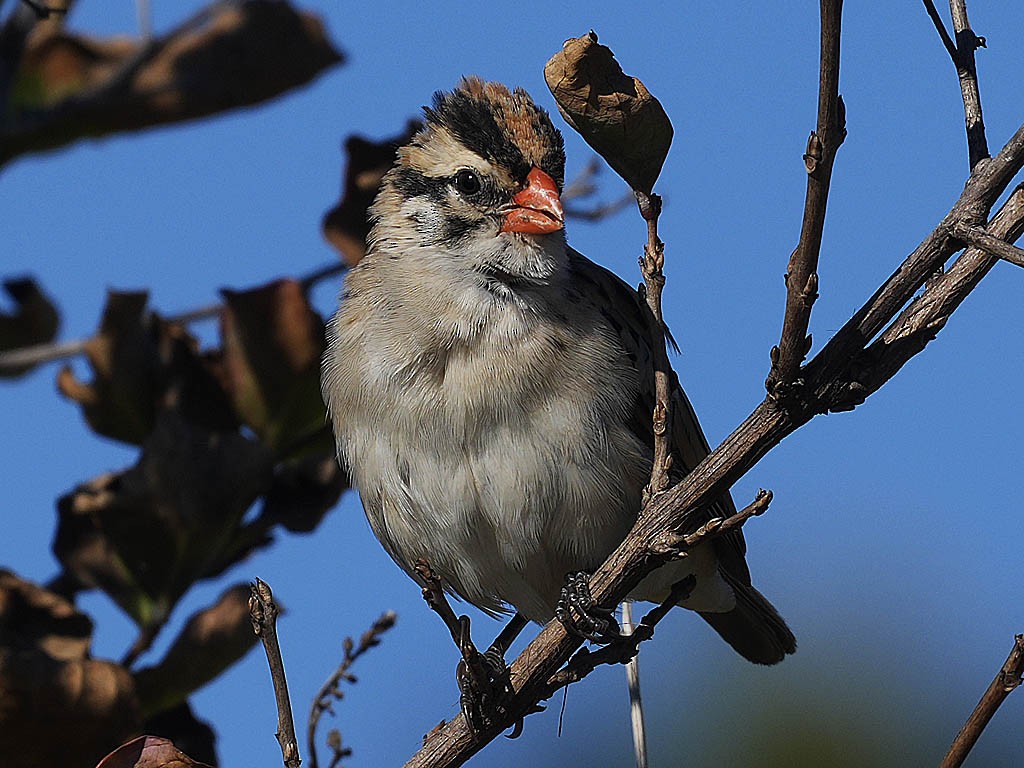 Pin-tailed Whydah - ML646623175