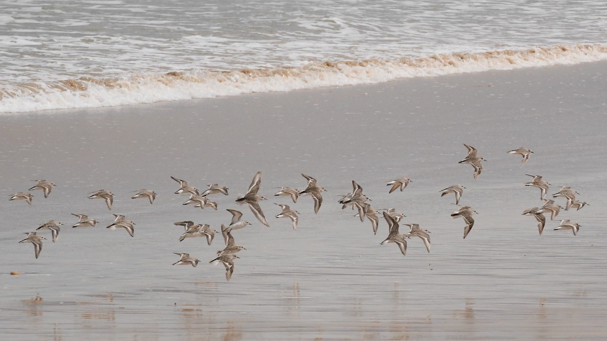 Побережник рудоголовий - ML646623180