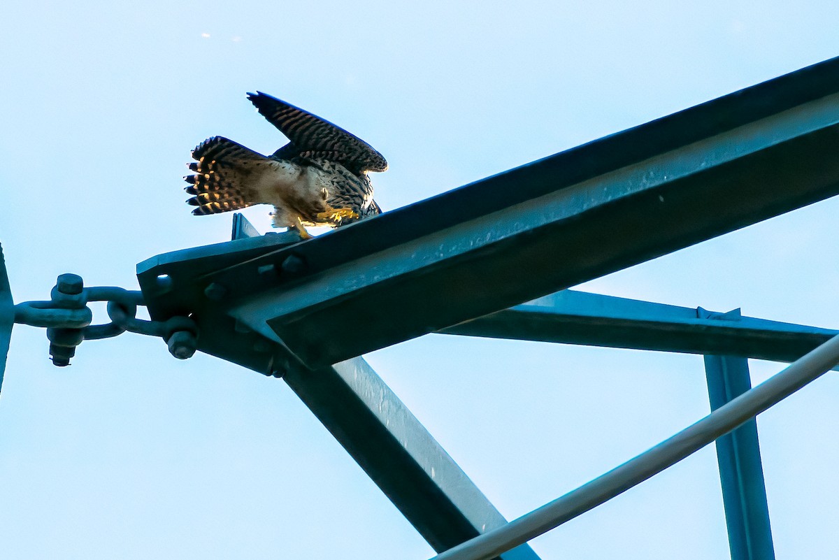 Peregrine Falcon - ML646623181