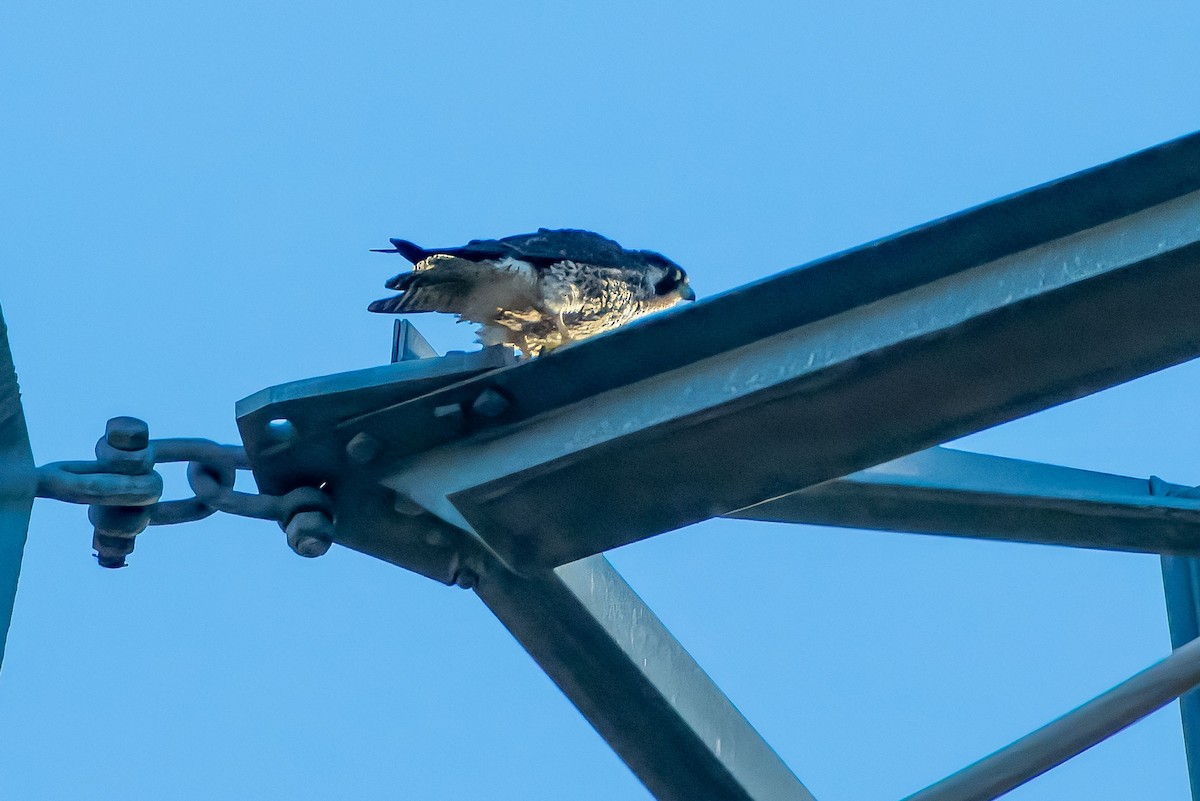 Peregrine Falcon - ML646623182