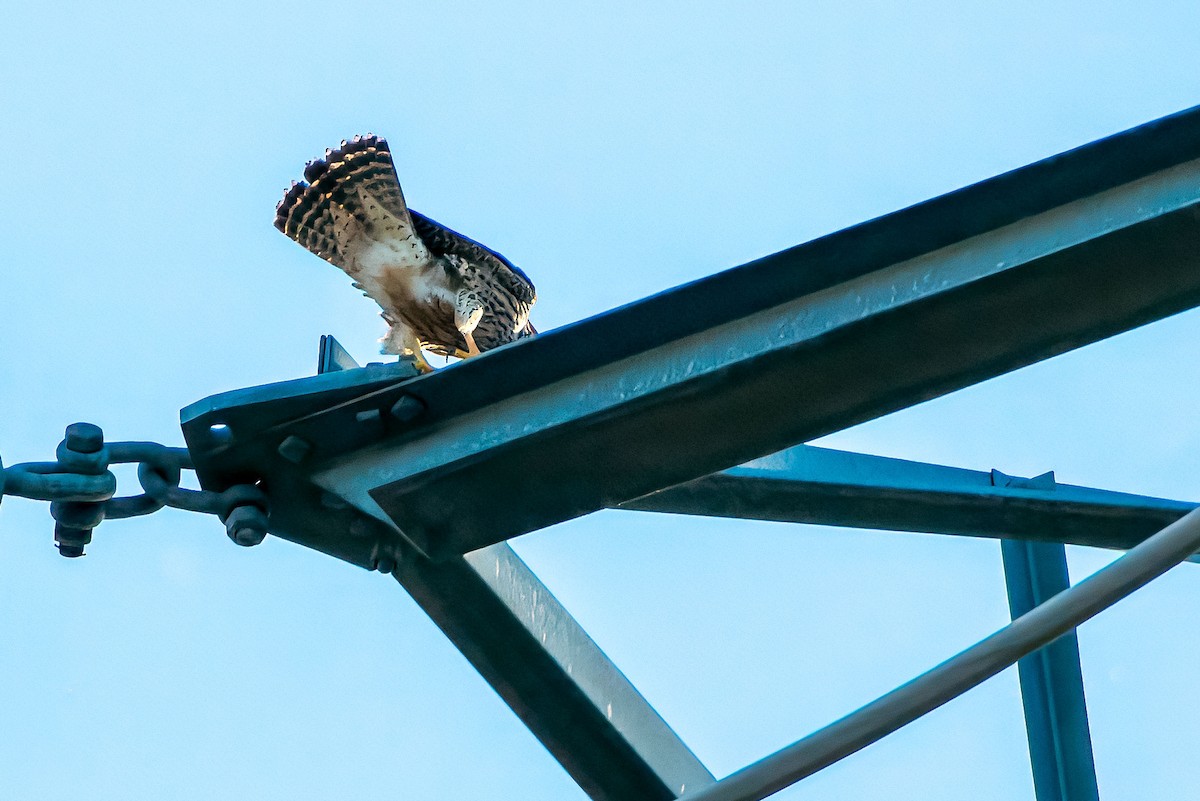 Peregrine Falcon - ML646623183