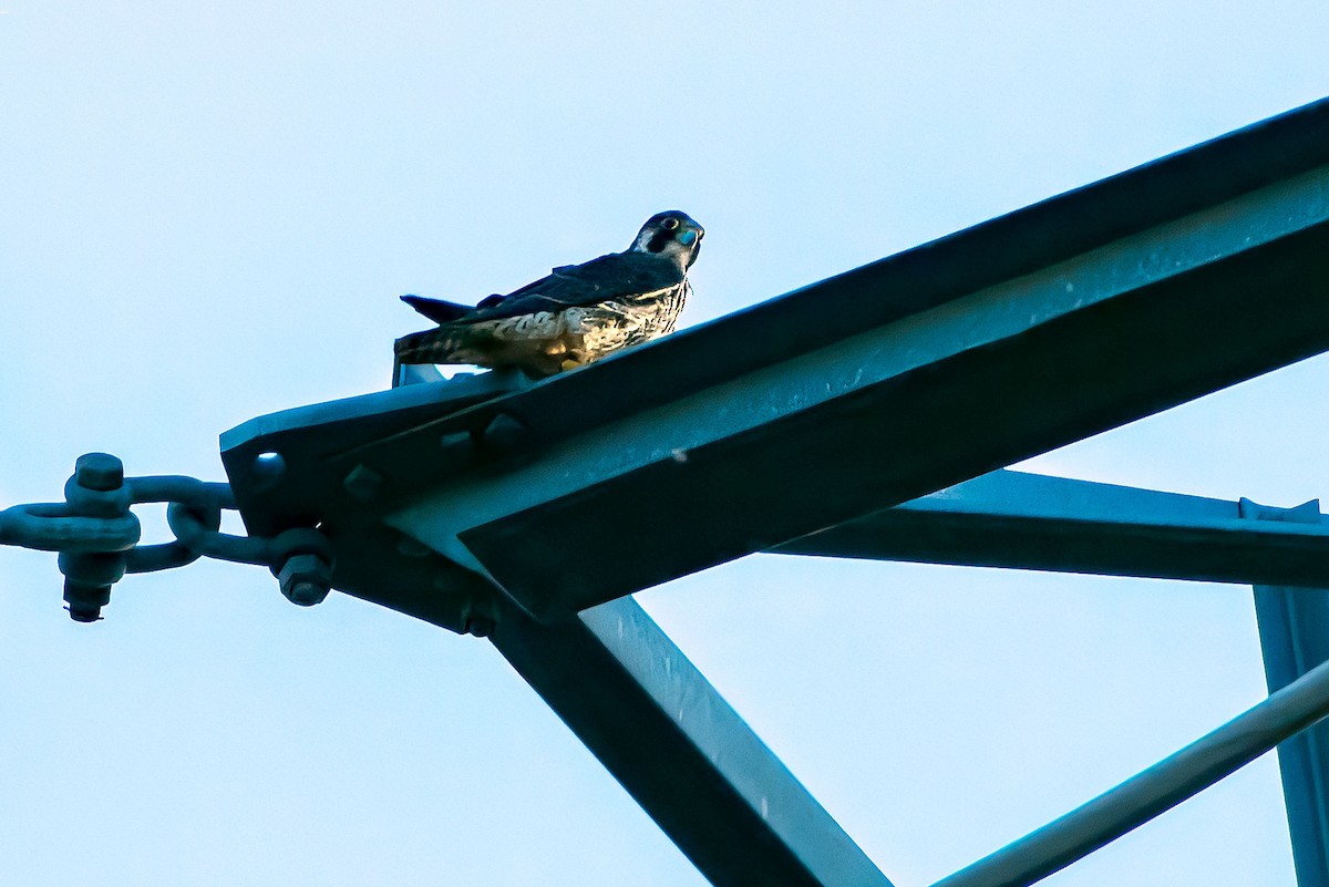 Peregrine Falcon - ML646623184