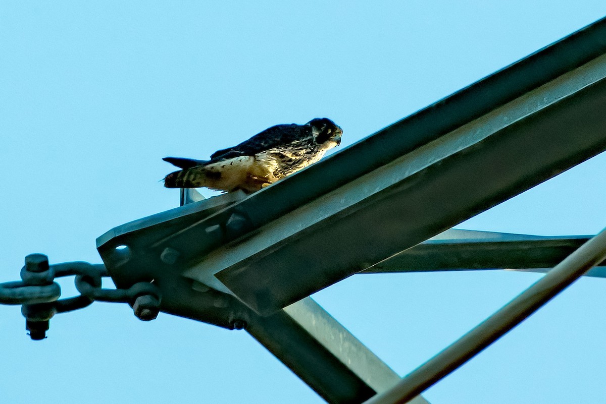 Peregrine Falcon - ML646623185