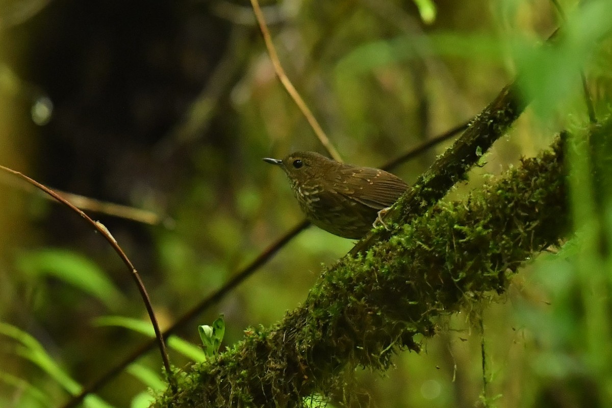 Pygmy Cupwing - ML646623186