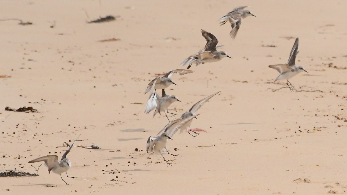 Побережник рудоголовий - ML646623187