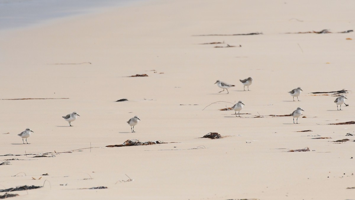 Побережник рудоголовий - ML646623188