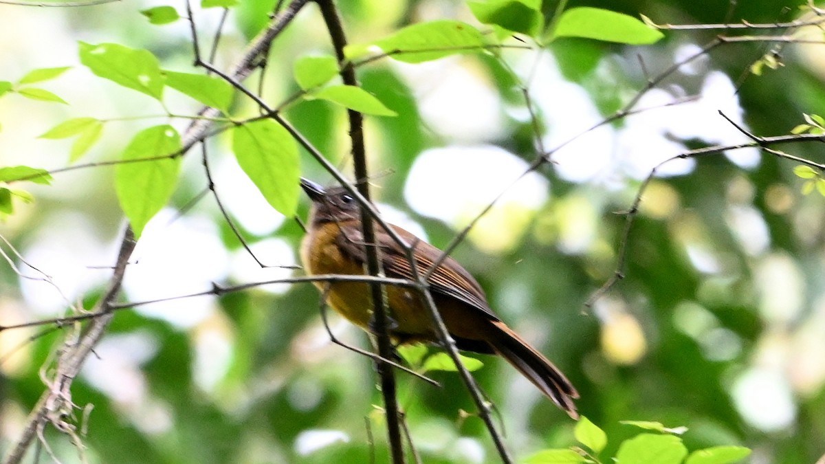 White-throated Shrike-Tanager - ML646623194